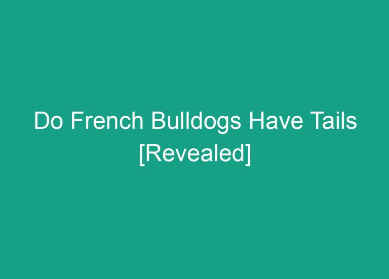 Do French Bulldogs Have Tails [Revealed]