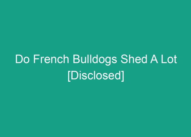 Do French Bulldogs Shed A Lot [Disclosed]