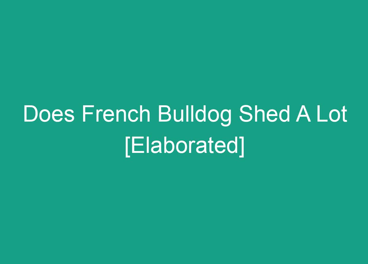 Does French Bulldog Shed A Lot [Elaborated]