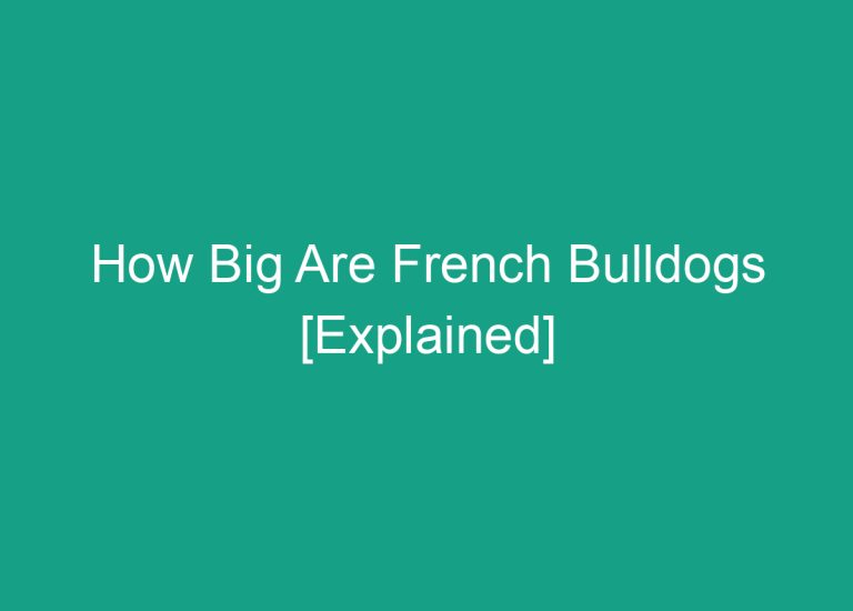 How Big Are French Bulldogs [Explained]