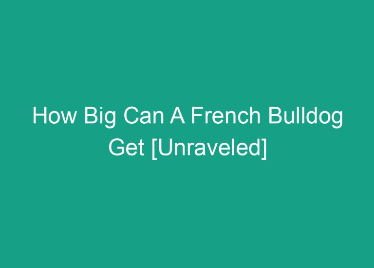 How Big Can A French Bulldog Get [Unraveled]