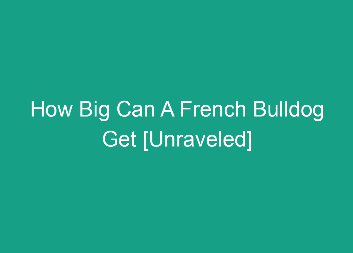 How Big Can A French Bulldog Get [Unraveled]