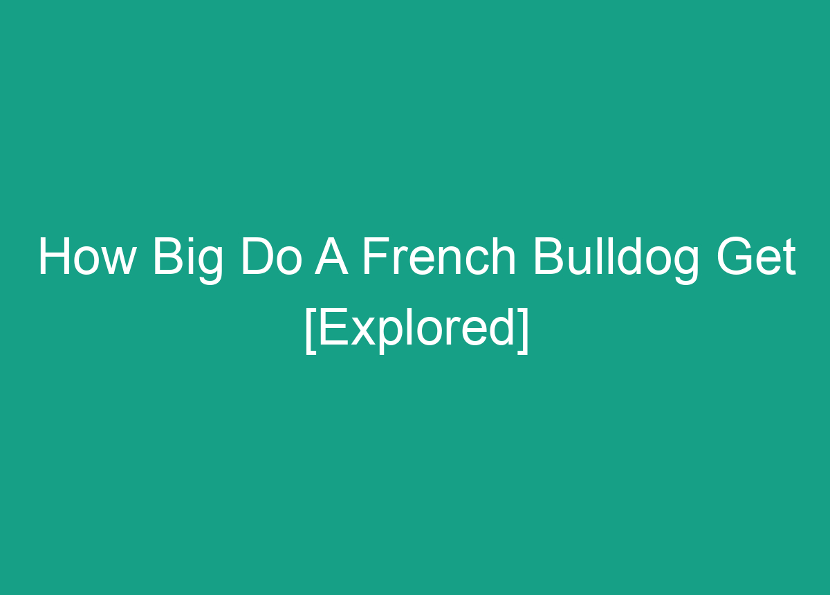 How Big Do A French Bulldog Get [Explored]