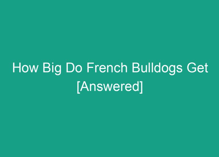 How Big Do French Bulldogs Get [Answered]