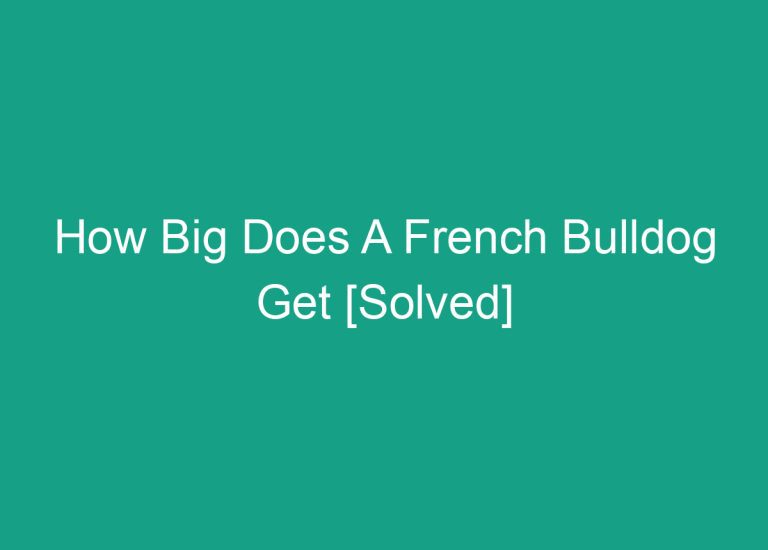 How Big Does A French Bulldog Get [Solved]
