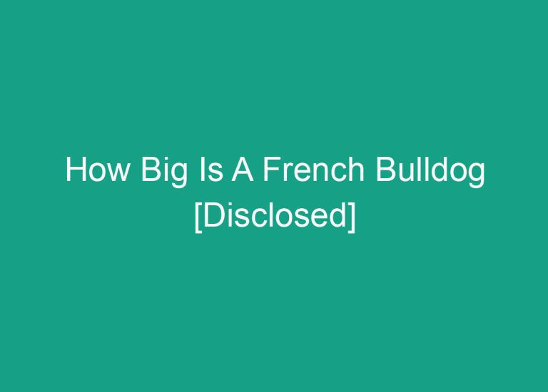 How Big Is A French Bulldog [Disclosed]