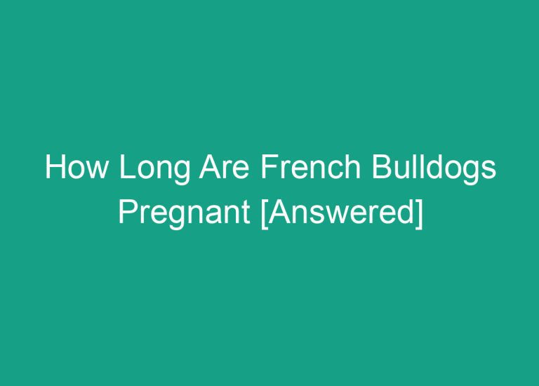 How Long Are French Bulldogs Pregnant [Answered]