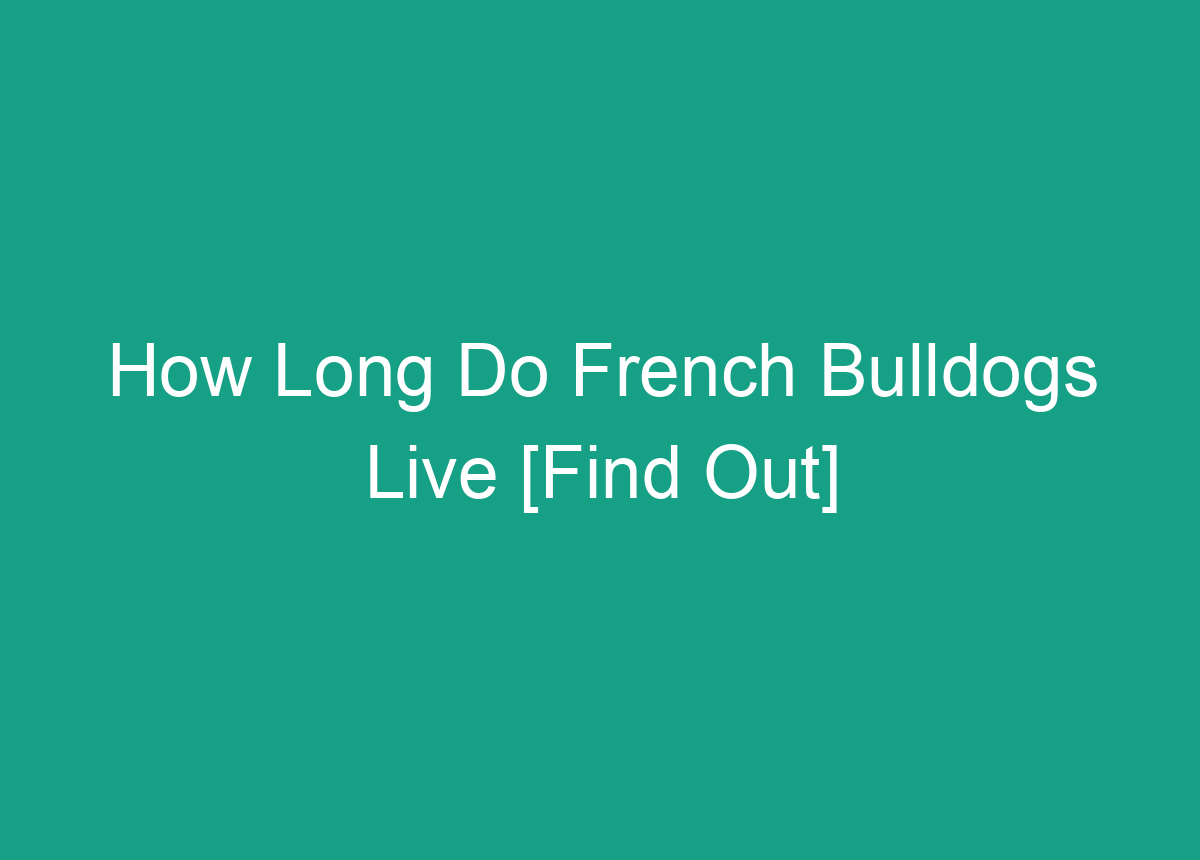 How Long Do French Bulldogs Live [Find Out]