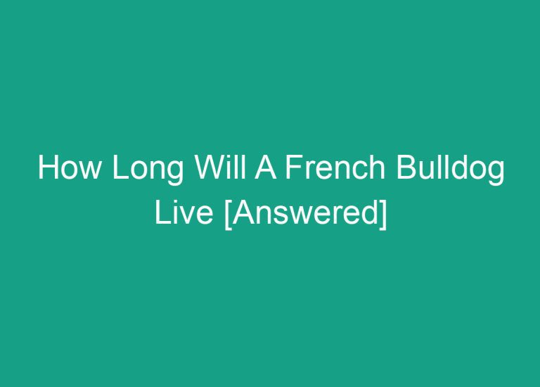 How Long Will A French Bulldog Live [Answered]