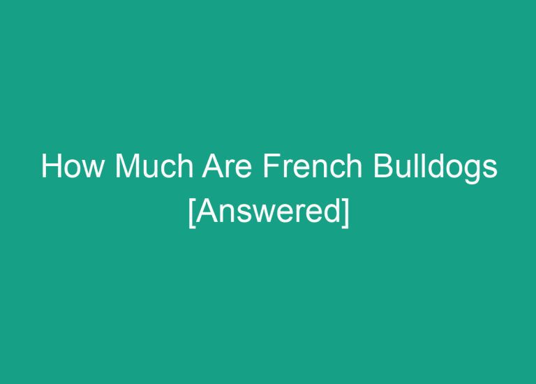 How Much Are French Bulldogs [Answered]