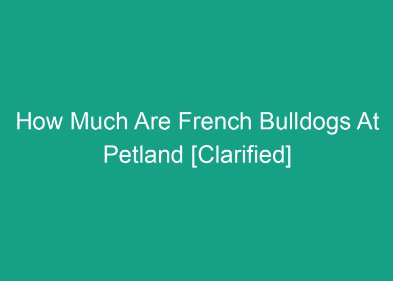 How Much Are French Bulldogs At Petland [Clarified]