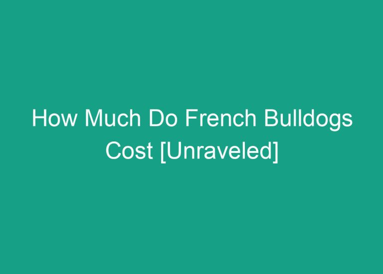 How Much Do French Bulldogs Cost [Unraveled]
