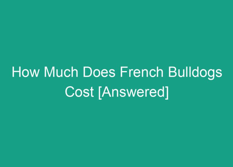 How Much Does French Bulldogs Cost [Answered]