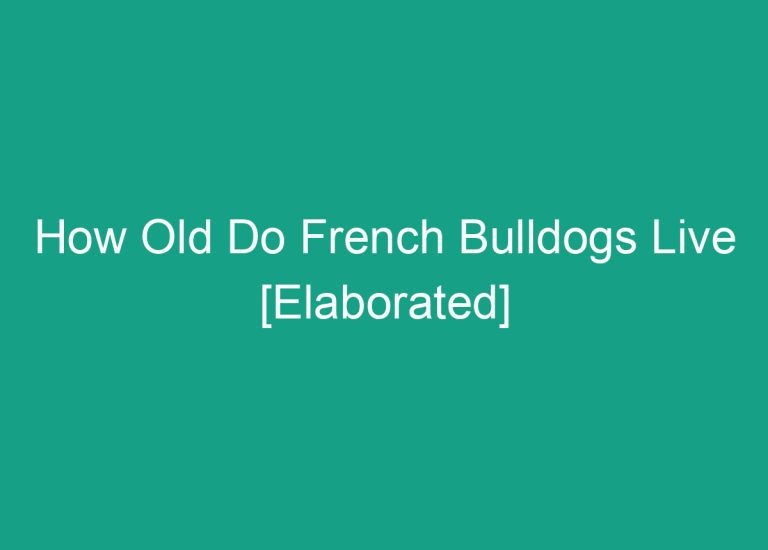 How Old Do French Bulldogs Live [Elaborated]