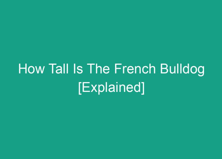 How Tall Is The French Bulldog [Explained]