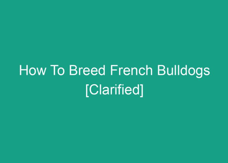 How To Breed French Bulldogs [Clarified]
