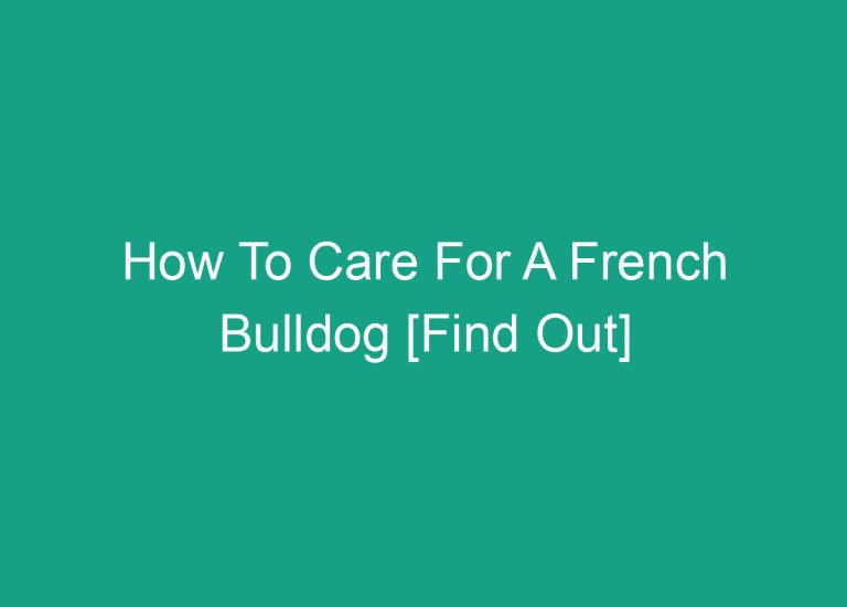 How To Care For A French Bulldog [Find Out]