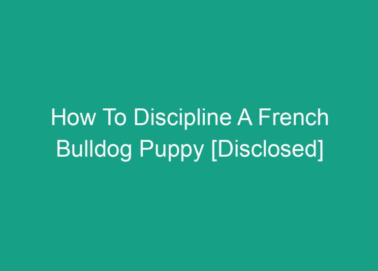 How To Discipline A French Bulldog Puppy [Disclosed]