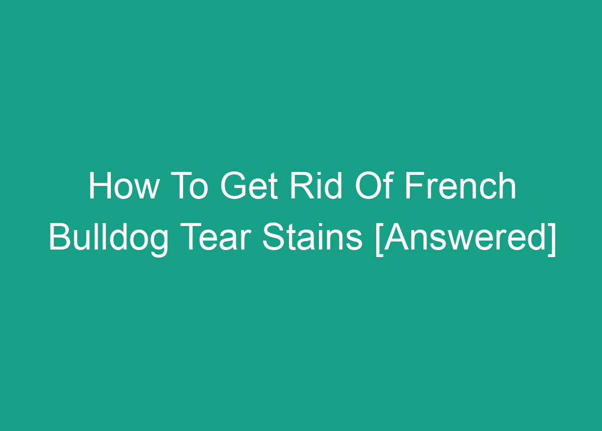 How To Get Rid Of French Bulldog Tear Stains [Answered]
