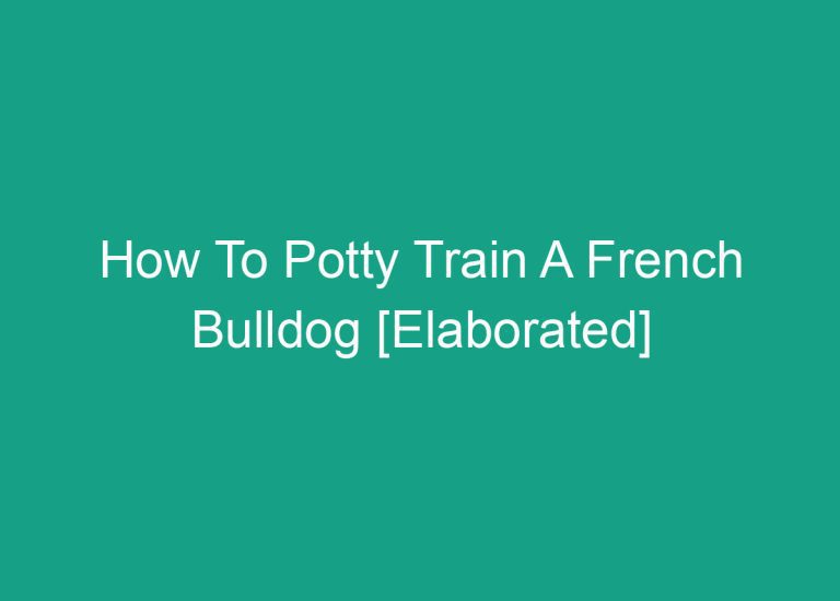 How To Potty Train A French Bulldog [Elaborated]