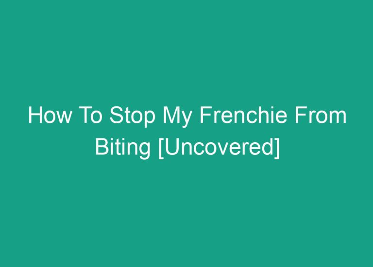 How To Stop My Frenchie From Biting [Uncovered]