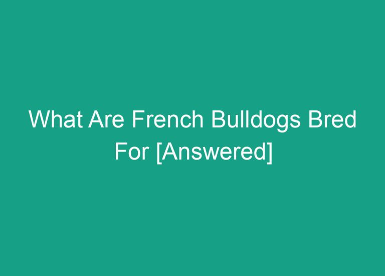 What Are French Bulldogs Bred For [Answered]