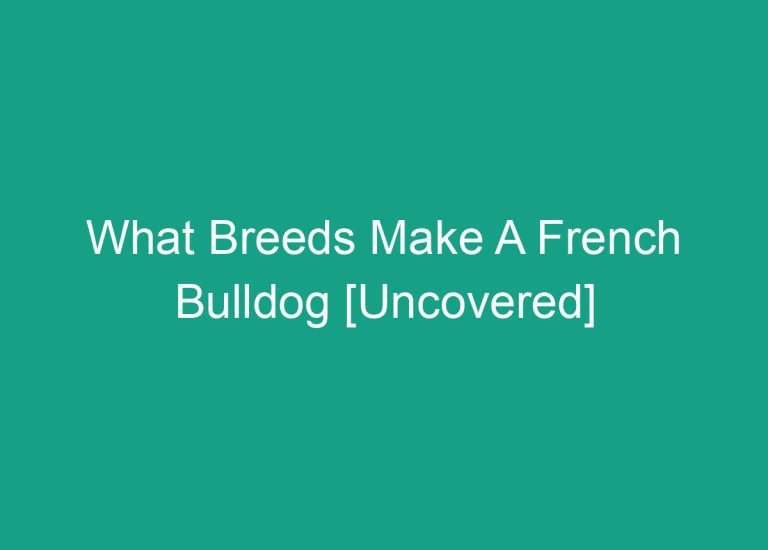 What Breeds Make A French Bulldog [Uncovered]