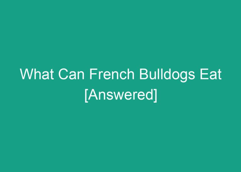 What Can French Bulldogs Eat [Answered]