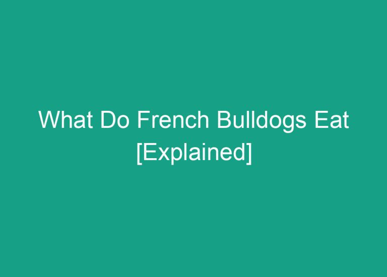 What Do French Bulldogs Eat [Explained]