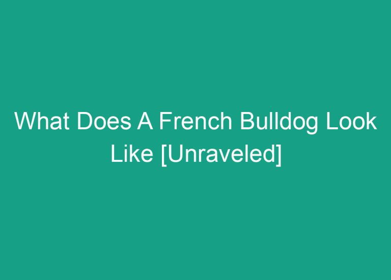 What Does A French Bulldog Look Like [Unraveled]