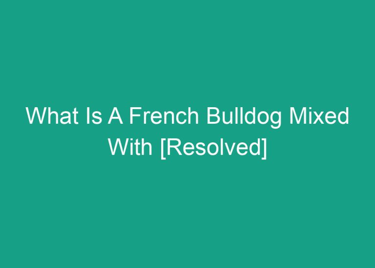 What Is A French Bulldog Mixed With [Resolved]