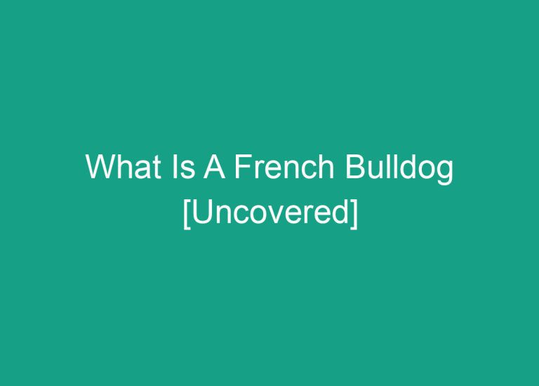 What Is A French Bulldog [Uncovered]