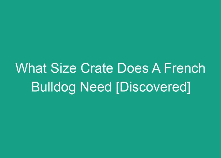 What Size Crate Does A French Bulldog Need [Discovered]