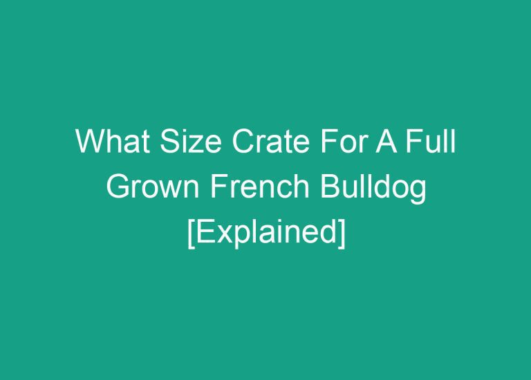 What Size Crate For A Full Grown French Bulldog [Explained]