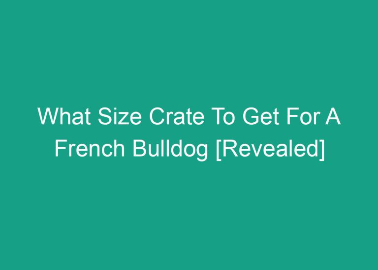 What Size Crate To Get For A French Bulldog [Revealed]