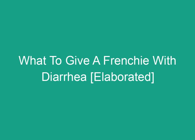 What To Give A Frenchie With Diarrhea [Elaborated]