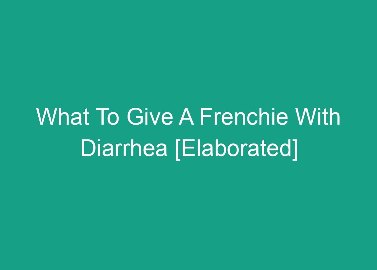 what-to-give-a-frenchie-with-diarrhea-elaborated