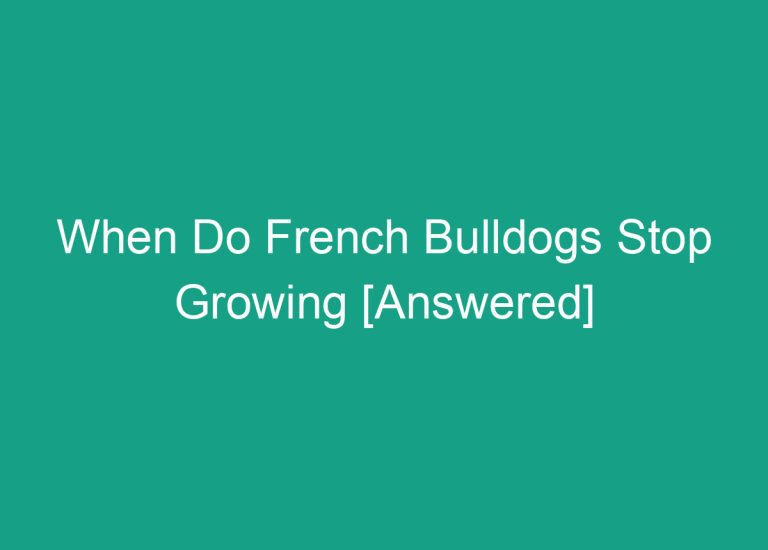 When Do French Bulldogs Stop Growing [Answered]
