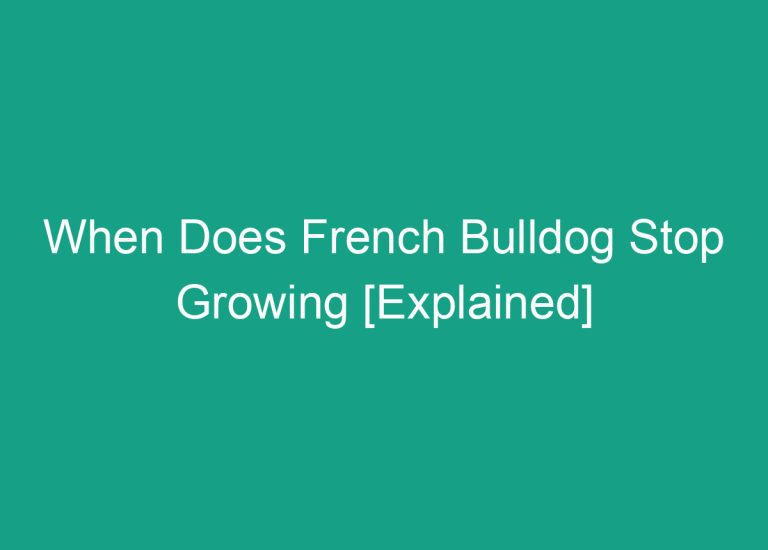 When Does French Bulldog Stop Growing [Explained]