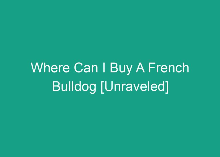 Where Can I Buy A French Bulldog [Unraveled]