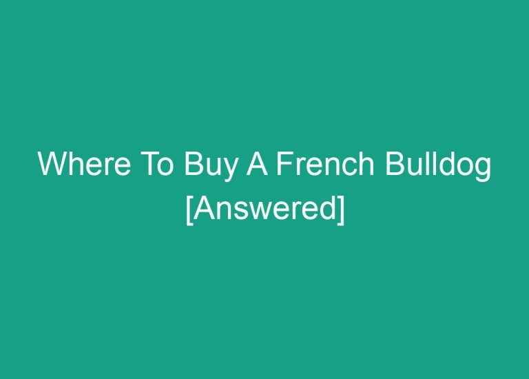 Where To Buy A French Bulldog [Answered]