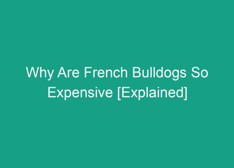 Why Are French Bulldogs So Expensive [Explained]