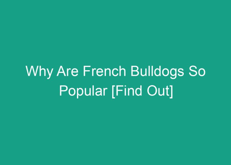 Why Are French Bulldogs So Popular [Find Out]