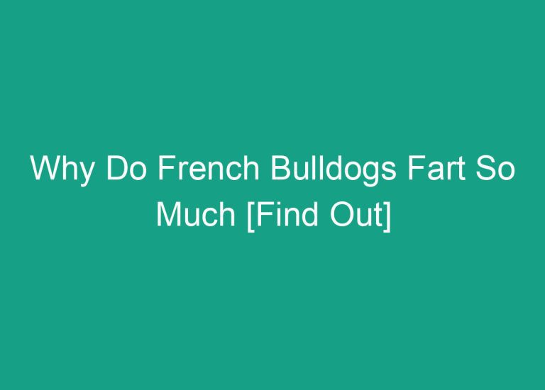 Why Do French Bulldogs Fart So Much [Find Out]