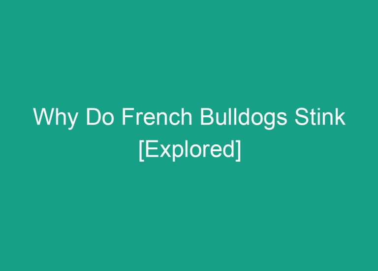 Why Do French Bulldogs Stink [Explored]