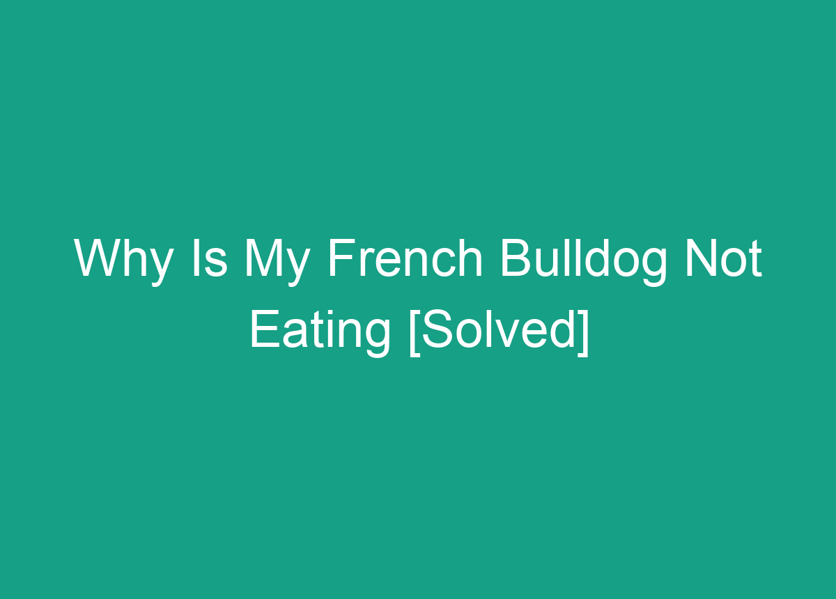 Why Is My French Bulldog Not Eating [Solved]