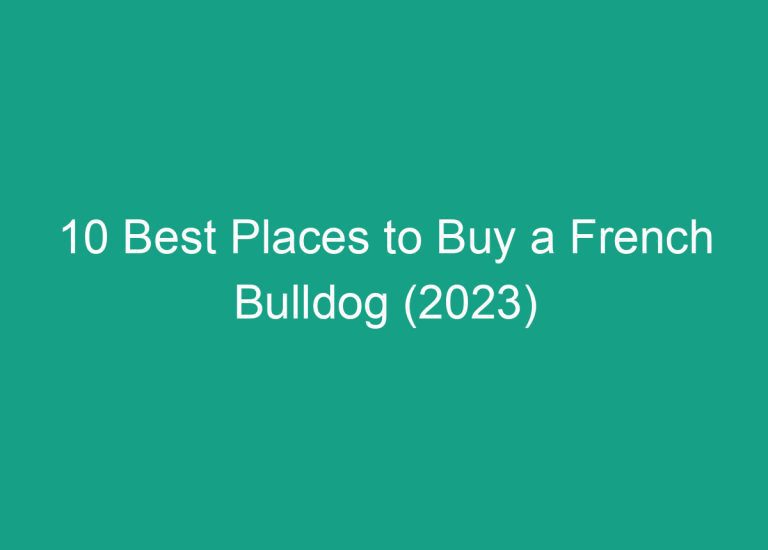 10 Best Places to Buy a French Bulldog (2023)