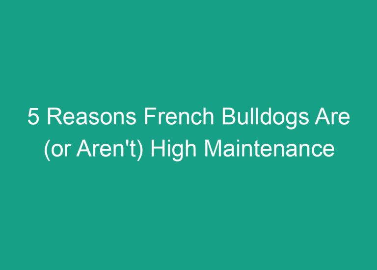 5 Reasons French Bulldogs Are (or Aren’t) High Maintenance