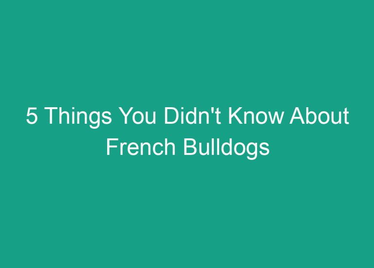 5 Things You Didn’t Know About French Bulldogs