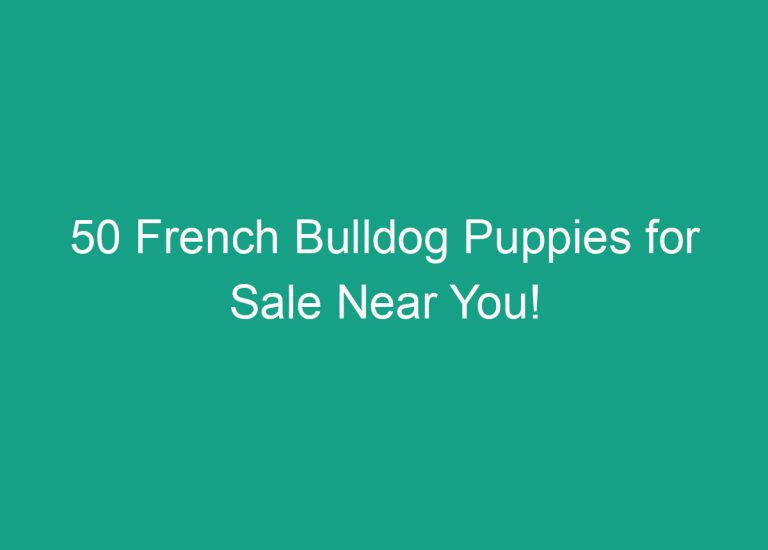 50 French Bulldog Puppies for Sale Near You!